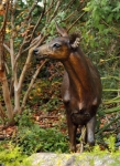 Columbian Blacktail Deer