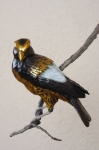 Evening Grosbeak