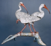 White Ibis