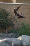 Three Wood duck on tall cattails