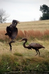 Two Life size Great Blue Heron