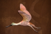 Roseate Spoonbill