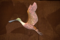 Roseate Spoonbill