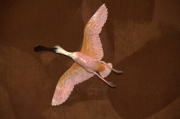 Roseate Spoonbill