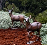 Columbian Blacktail Deer