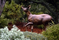 Columbian Blacktail Deer