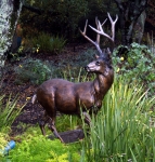 Columbian Blacktail Deer