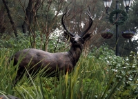 Columbian Blacktail Deer