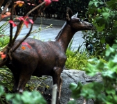 Columbian Blacktail Deer