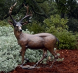 Columbian Blacktail Deer